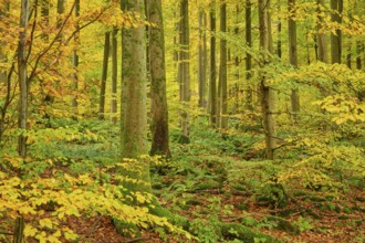 Dense autumn forest with tall, colorful trees and lush moss vegetation, autumn, Spessart, Bavaria,