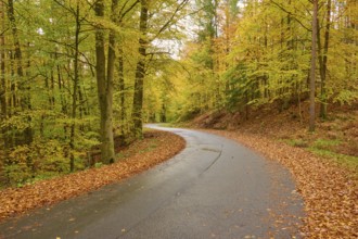 Curvy road through an autumnal forest surrounded by colorful leaves and trees, autumn, Spessart,