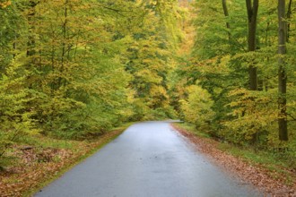 Lonely road through a colorful autumn forest, lined with leaves, autumn, Spessart, Bavaria, Germany