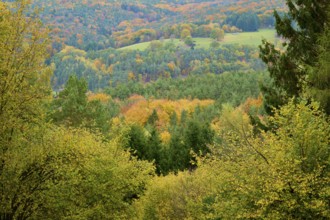 Colorful trees on a hill in autumn, with green and golden leaves under cloudy sky, autumn,