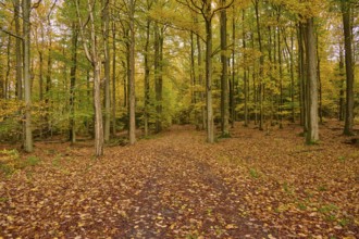 Forest trail in autumn, covered with colorful foliage under tall trees, autumn, Spessart, Bavaria,