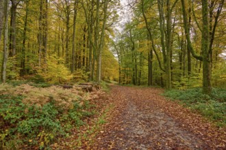 Autumn forest with path covered with colorful foliage and surrounded by tall trees, autumn,
