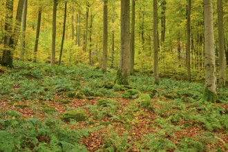 Autumn forest with dense fern growth and tall trees, under moss-covered terrain, autumn, Spessart,