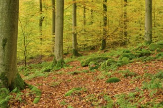 Quiet forest with moss-covered soil and colorful leaves on the trees, autumn, Spessart, Bavaria,