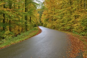 Empty road with autumn-colored forest lined with golden leaves on the ground, autumn, Spessart,