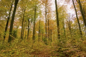 Sublime tall trees in an autumnal forest with yellow and green leaves, autumn, Spessart, Bavaria,