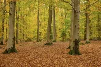 Autumn forest with high-altitude trees and yellow deciduous soil, autumn, Spessart, Bavaria,