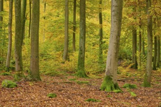 Quiet forest covered with tall trees and moss, surrounded by autumn leaves, autumn, Spessart,