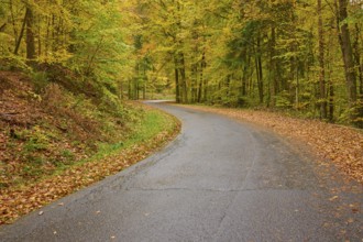 Deserted road covered with foliage flanked by autumn-colored trees in the forest, autumn, Spessart,