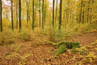 Mystical autumn forest with yellow leaves and moss-covered soil, autumn, Spessart, Bavaria, Germany