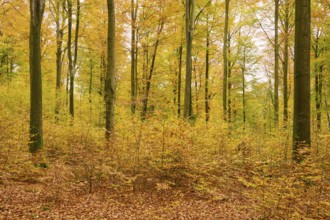 Harmonious forest scene with yellow autumn leaves and a quiet atmosphere, autumn, Spessart,