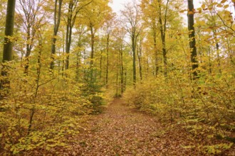 Inviting trail in golden autumn forest with yellow leaves and tall trees, autumn, Spessart,