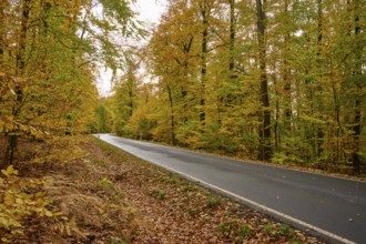 Lonely road through autumn forest with yellow and orange leaves, autumn, Spessart, Bavaria, Germany