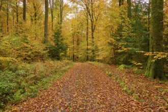Idyllic trail in autumn forest with yellow leaves and tall trees, autumn, Spessart, Bavaria,