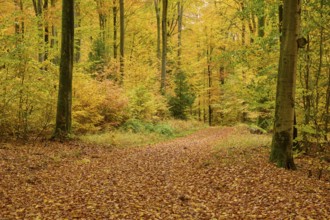 A peaceful forest trail covered with autumn leaves in yellow and orange, autumn, Spessart, Bavaria,