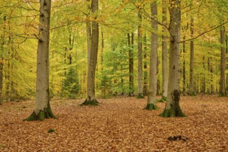 Different trees in an autumn-colored forest, autumn, Spessart, Bavaria, Germany