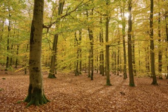Sun rays flood autumnal forest with yellow leaves, autumn, Spessart, Bavaria, Germany