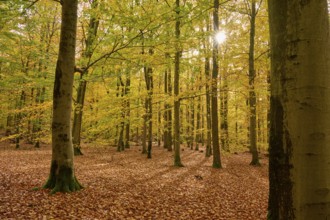 Autumn forest with sunlight and yellow leafy soil, autumn, Spessart, Bavaria, Germany