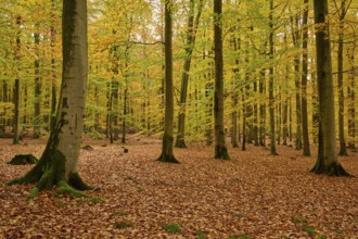 Tall trees in an autumnal forest with yellow leaves, autumn, Spessart, Bavaria, Germany