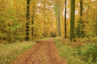 Warm autumn trail in the forest with yellow leaves and tall trees, autumn, Spessart, Bavaria,