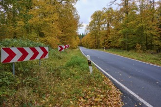 Road through autumnal forest with red signs and yellow leaves, autumn, Spessart, Bavaria, Germany
