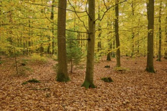 Autumn forest with yellow foliage and tall trees, autumn, Spessart, Bavaria, Germany
