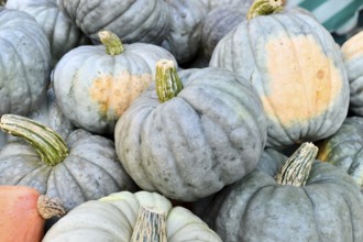 Muted blue Jarrahdale pumpkins in a pile