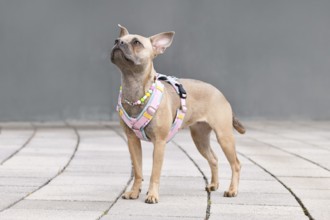 Side view of blue fawn French Bulldog with long healthy nose and tail wearing a y-shaped dog
