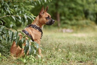 Mixed-breed dog wearing Y-shaped harness sitting among grass and plants