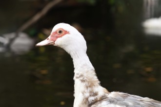 Close up portrait of a Domestic Muscovy duck with vivid red facial skin