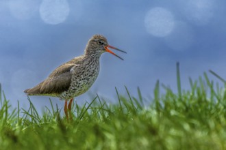Redshank (Tringa totanus) makes warning calls, Grimsey Island, Iceland