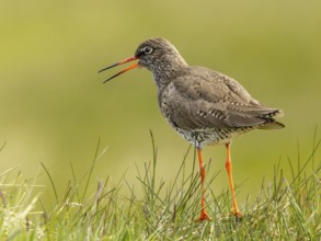 Redshank (Tringa totanus) is calling in its territory, Grimsey Island, Iceland