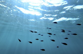 A school of damselfish (chromis) under the surface, majorca, balearics, spain