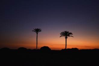Date palm trees at sunset, majorca, balearics, spain