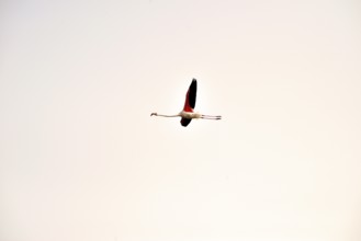 A flamingo (phoenicopterus roseus) in flight, Majorca, balearics, spain