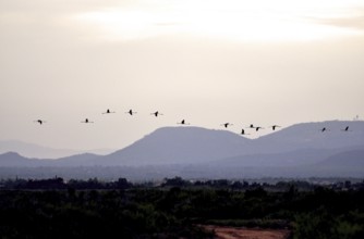 A flock of flamingos (phoenicoptreus roseus) in the evening hours, majorca, balearics, spain