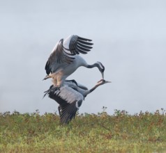 Crane (Grus grus), cranes near the copula, mating in a wetland, wetland, Lower Saxony, Germany
