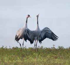 Crane (Grus grus), cranes courting in a wetland, wetland, Lower Saxony, Germany