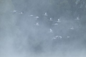 Crane (Grus grus) flying in front of a forest, fog, clouds of fog, Lower Saxony, Germany