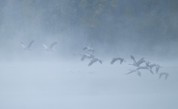 Crane (Grus grus), cranes flying over a lake, fog, clouds of fog, Lower Saxony, Germany