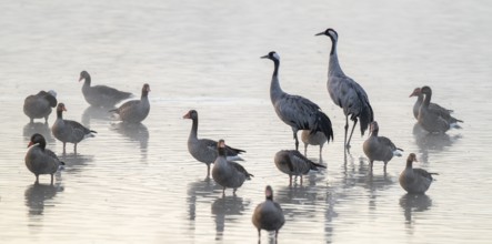 Cranes (Grus grus), cranes and gray geese (Anser anser) stand in the shallow water zone of a lake,
