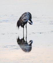 Crane (Grus grus) caring for plumage in the shallow water zone of a lake, Lower Saxony, Germany