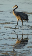 Crane (Grus grus) standing in the shallow water zone of a lake, warm morning light, Lower Saxony,