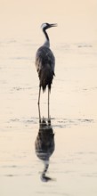 Crane (Grus grus) stands in the shallow water zone of a lake in warm morning light, Lower Saxony,
