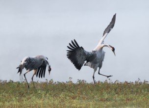 Crane (Grus grus), cranes just after copula, mating in a wetland, wetland, Lower Saxony, Germany