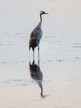 Crane (Grus grus) stands in the shallow water zone of a lake, Lower Saxony, Germany