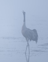Crane (Grus grus) stands in front of sunrise in the shallow water zone of a lake and calls, morning