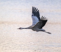 Crane (Grus grus) flying over a lake colored orange from warm morning light, Lower Saxony, Germany