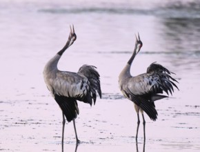 Crane (Grus grus), two cranes standing in the shallow water zone of a lake in warm morning light