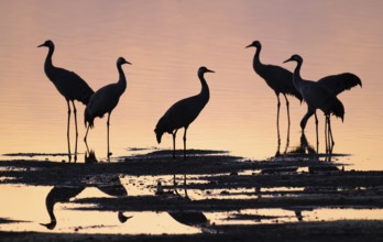 Crane (Grus grus), a group of cranes standing in the shallow water zone of a lake in warm, orange